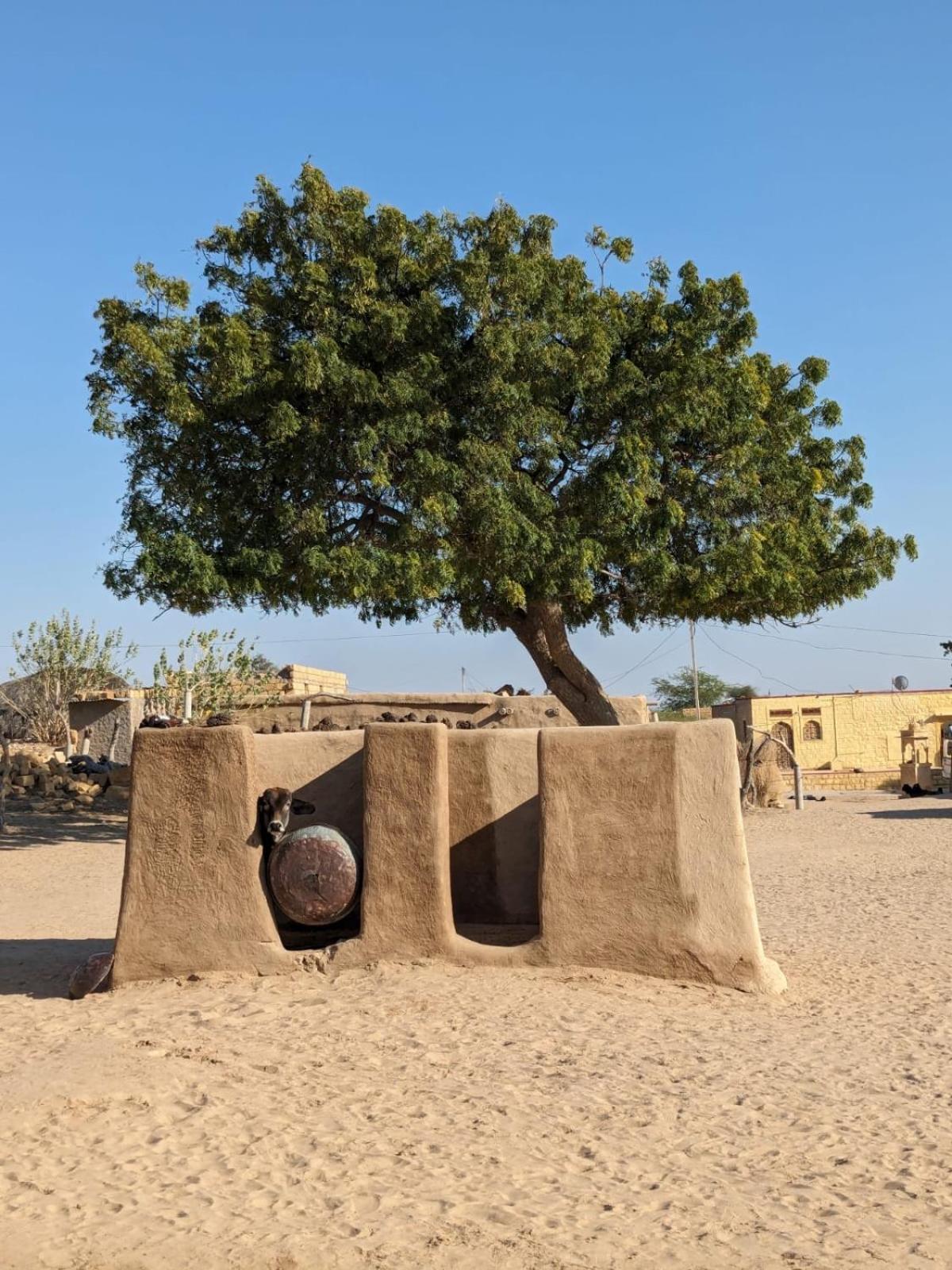 Hostel Marigold Home Stay Jaisalmer Exterior foto